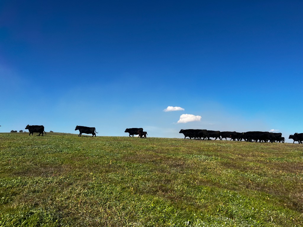 Herd of black cattle on a grassy hill under blue sky